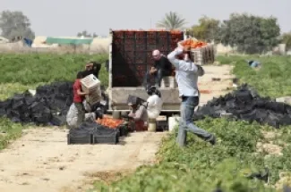 عمال في مزرعة بالاردن