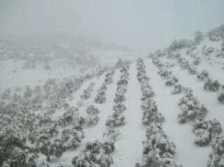 الثلوج يف جرش - ارشيف