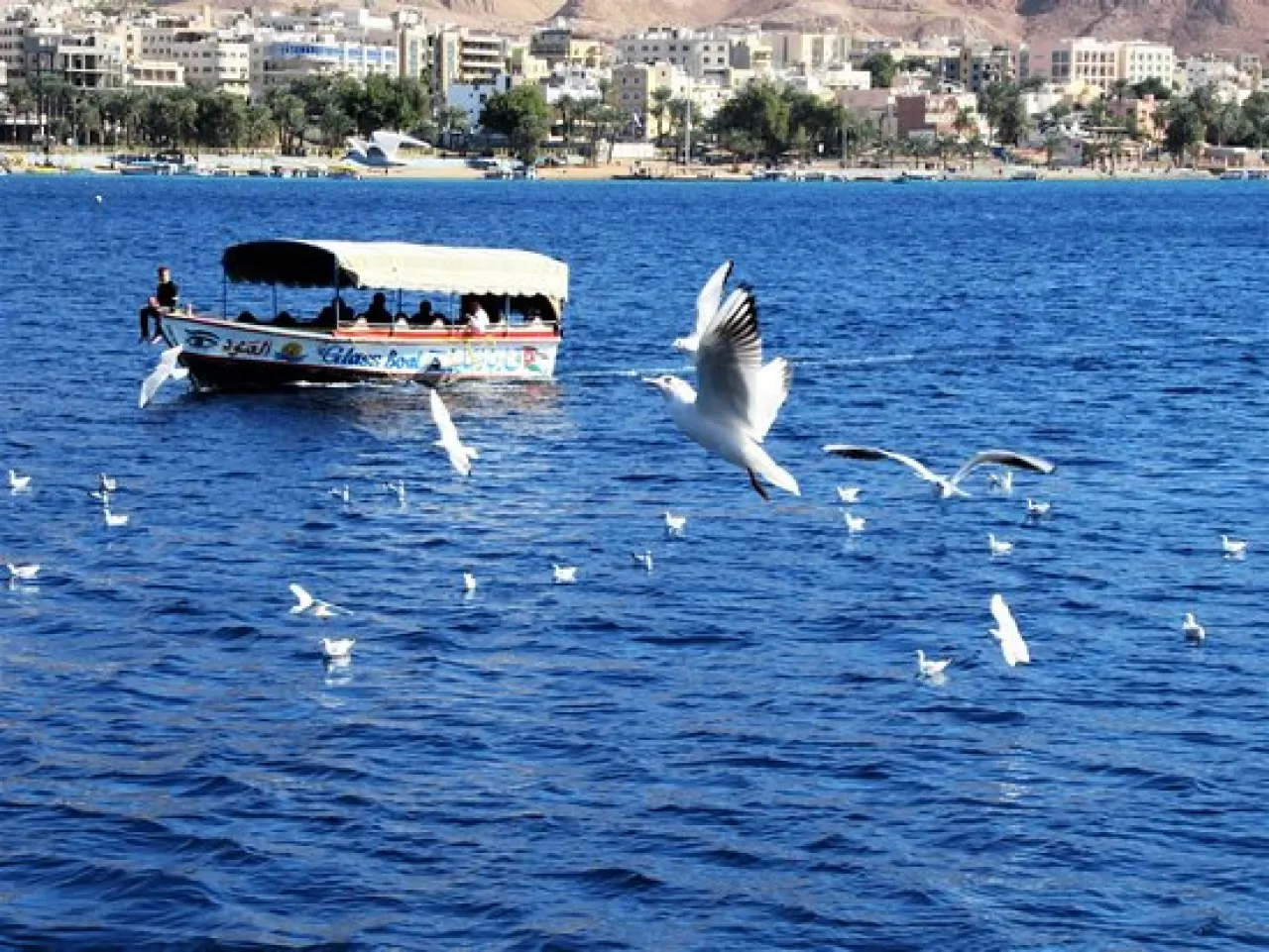 وظيفة حكومية اردنية متوفرة لعشاق البحر 