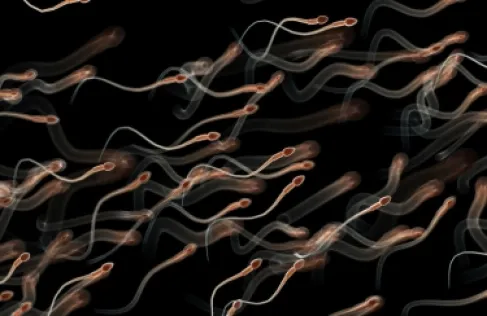 Effects Spanning from Childhood: Chemical Substances May Threaten Male Fertility Later