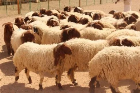 سورية تحول صادراتها من الاغنام إلى السعودية بعد فرض رسوم اردنية