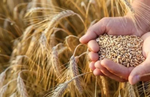 المائدة العالمية تواجه قفزة سعرية هي الأعلى منذ عام