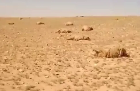 سورية.. نفوق مئات الأغنام في بادية تدمر بسبب نبتة سامة