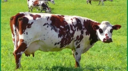 النمسا.. قطيع من الأبقار يقتل مسنة ويمزق زوجها