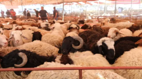 حماية المستهلك تدعو للتأكد من سلامة الأضاحي وتقدم إرشادات صحية مع اقتراب العيد