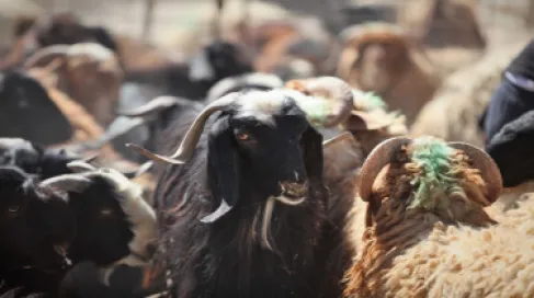 نصف مليون رأس محلي و300 ألف مستورد لضمان وفرة الأضاحي