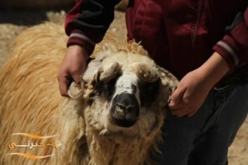 هل حقا تشعر الأضاحي باقتراب مصيرها؟ العلم يكشف أسرار فيديوهات الهروب