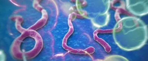 قبل مونديال 2026.. إيبولا يتسبب في إلغاء مواجهة دولية