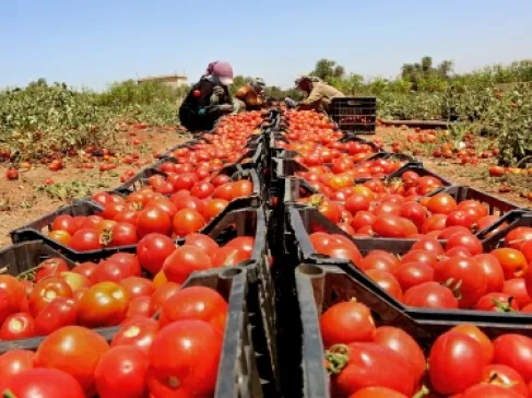 ارتفاع الاكتفاء الذاتي الغذائي في الأردن إلى 61.4%