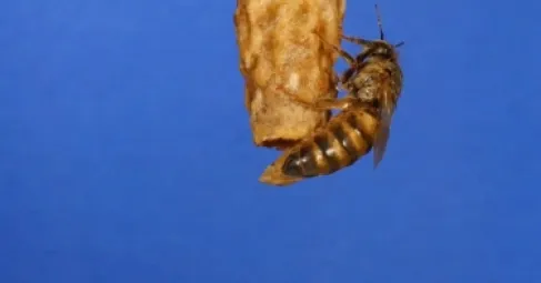 الغذاء الملكي.. كيف تتحول نحلة عادية إلى ملكة تحكم الآلاف؟
