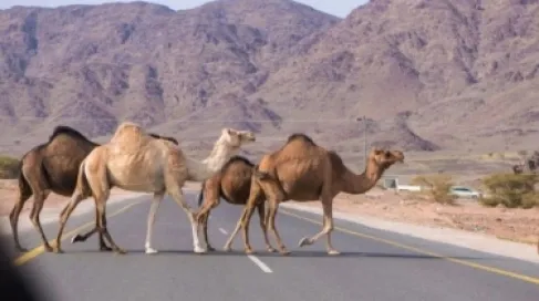 سلطة العقبة تمهل أصحاب الإبل السائبة لجمعها بحظائر