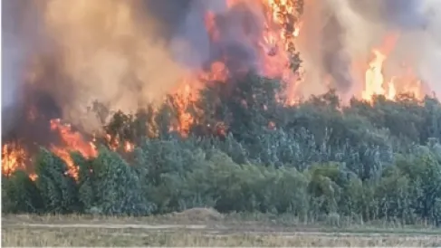 مزارعو الكرك والجنوب يطالبون بحصادات إضافية لحماية المحاصيل من الحرائق