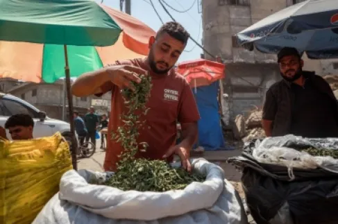 سجائر الملوخية.. سموم كيميائية في غزة