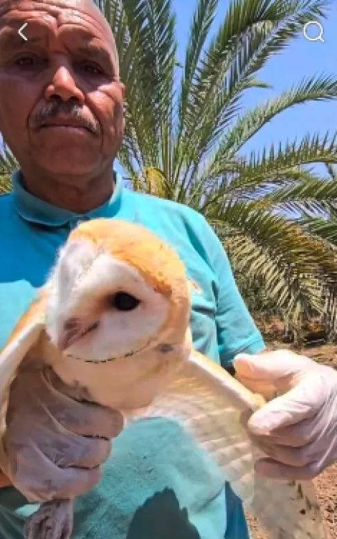 مشروع اردني لاستبدال المبيدات بتربية طائر البوم