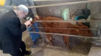 الحاخام عزريا أرييل من معهد الهيكل يتفقد البقرة الحمراء