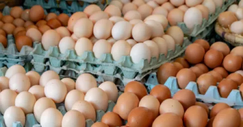 الأردن يصدر 211 مليون بيضة خلال 6 أشهر