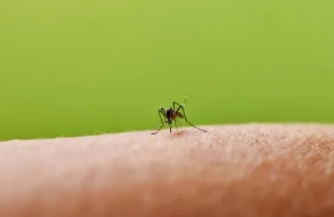 لدغة حشرة صغيرة قد تخفي مرضا خطيرا.. علامة تحذيرية لا يجب تجاهلها