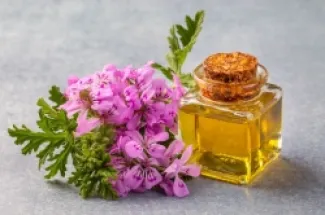 استخدم المصريون القدماء زيت إبرة الراعي في بعض الطقوس الروحية
