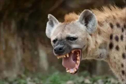 بلدية شيحان تحذر من الضباع