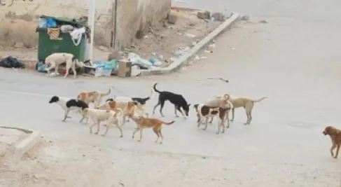 الاردن .. وفاة طفل دهسًا بإربد بعد مشاهدته كلبًا ومحاولته الهرب منه