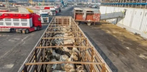 الأردن ضمن مباحثات إقليمية لتوسيع حركة الترانزيت
