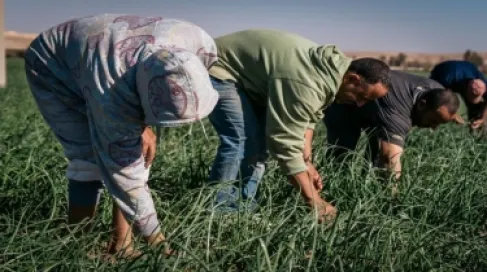مجلس الوزراء يُقرّ أنظمة لدعم القطاع الزراعي