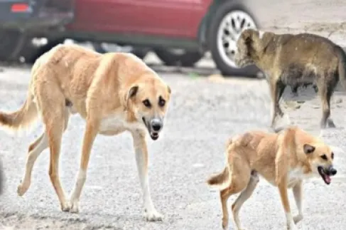 كلب ضال يهاجم طفلين في مادبا