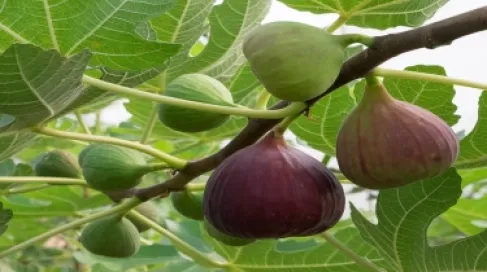 التين المجفف مع زيت الزيتون.. خلطة شهيرة فماذا تفعل بالجسم؟