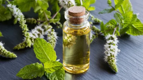 دراسة تكشف تأثيراً مفاجئاً لزيت النعناع على ضغط الدم
