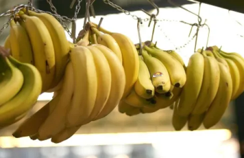 هل يحتوي الموز على نسبة خطيرة من الإشعاع؟