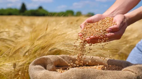 الأردن.. الزراعة توقف استلام وتوريد الحبوب