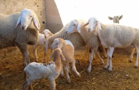 الكواليت: ذبح إناث الأغنام خسارة وطنية.. وبعضها لا يصلح للتربية