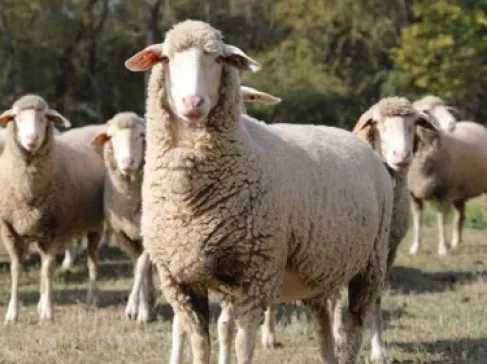الخروف الإسباني يعود إلى موائد الأردنيين ... وهذا سعر الكيلو