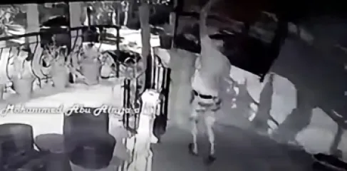 سرقة ببغاء في عمان.. ومالكه يعرض 500 دينار لمن يجده - فيديو
