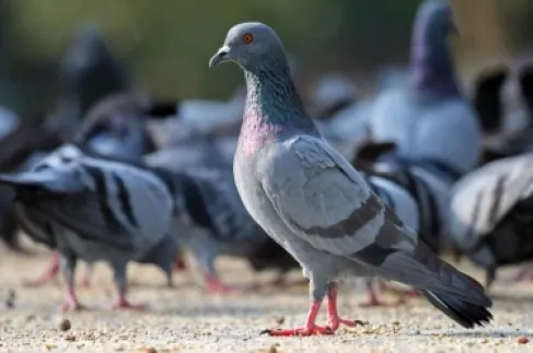 فتح موسم صيد الحمام في الأردن