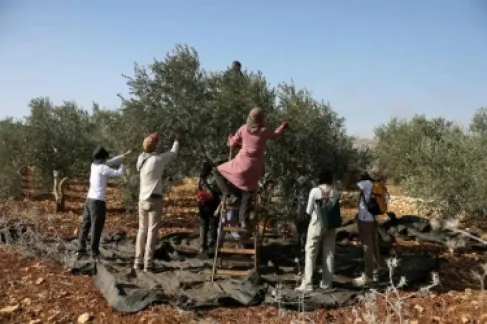 لأول مرة.. إسرائيل تمنع الفلسطينيين من حصاد محاصيلهم في أراضٍ بالضفة