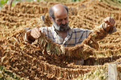 305 أطنان تبغ في الأردن خلال عام.. بالأرقام: الأحمر يتفوق على الهيشي