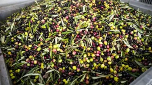 ديناران كيلوغرام الزيتون في سوق الخضار الأردني
