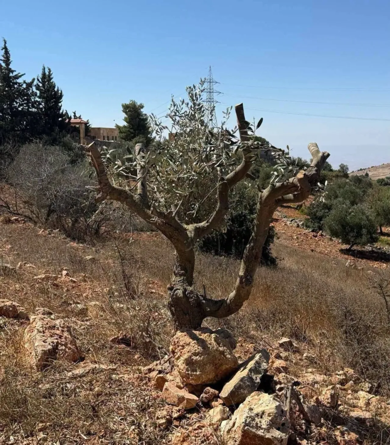 صورة الخبر