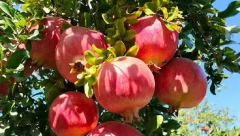 هل يحمل الرمان مفتاحًا جديدًا لعلاج أحد أنواع قصور القلب؟