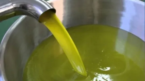 الاردن .. رفع أجور عصر الزيتون 10 قروش للكيلو