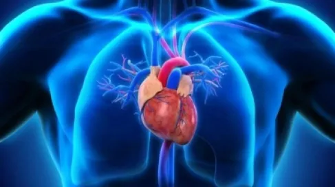 (دماغ صغير) داخل قلبك.. اكتشاف علمي قد يعالج اضطرابات النبض