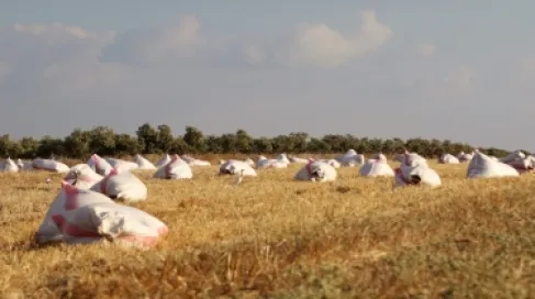 الأعلى للسكان يدعو لحماية الأراضي الزراعية من التوسع العمراني