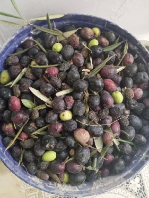 كم يبلغ سعر كيلوغرام الزيتون في السوق المركزي بالأردن؟