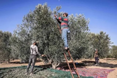 معاصر أردنية تدعو المزارعين إلى تأجيل قطاف الزيتون لمدة أسبوعين
