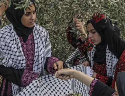 ماذا تعرف عن زيتون المسجد الأقصى ومن يقطفه؟
