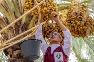 إنتاج السعودية من التمور يتجاوز 1.9 مليون طن سنويا عبر أكثر من 37 مليون نخلة