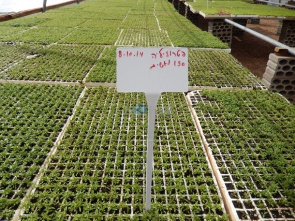 حاخامات في الأردن بالشماغ - صور