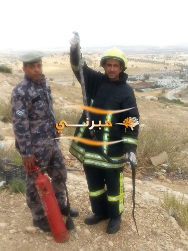 قتل حنيش طوله مترين بالمفرق - صور