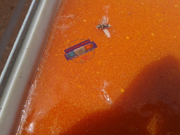 حشرات داخل قمر الدين - صور